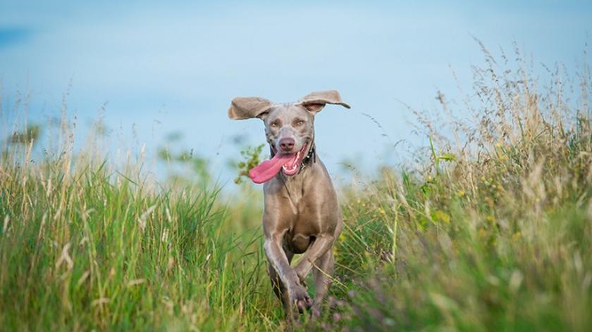 Radosny pies z językiem na wierzchu biegnie przez łąkę