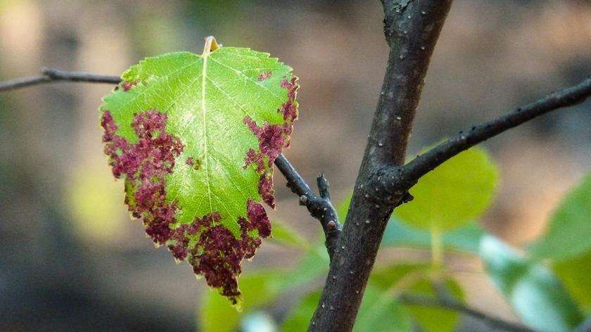 Drzewo, które choruje 