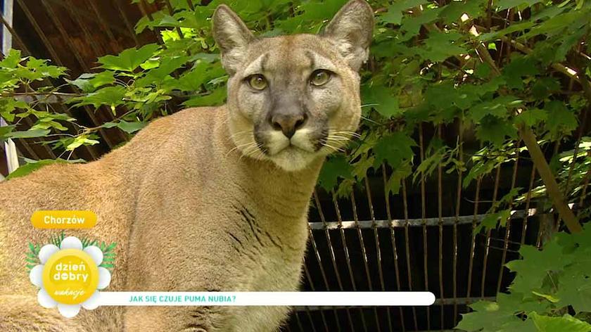 Puma Nubia 