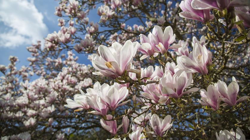 Kwiaty magnolii