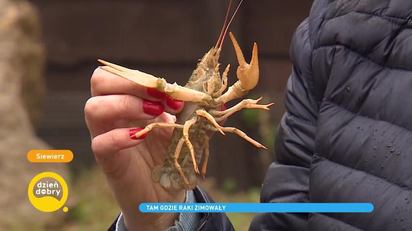 raki, populacja raków