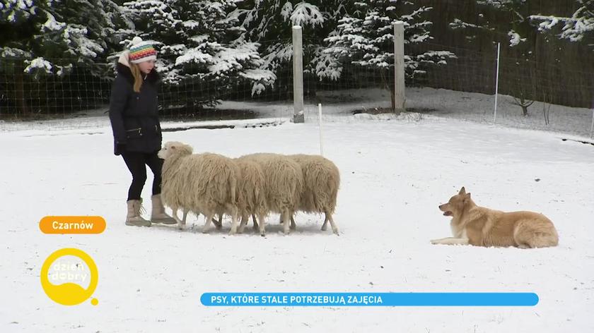 trening pasterski
