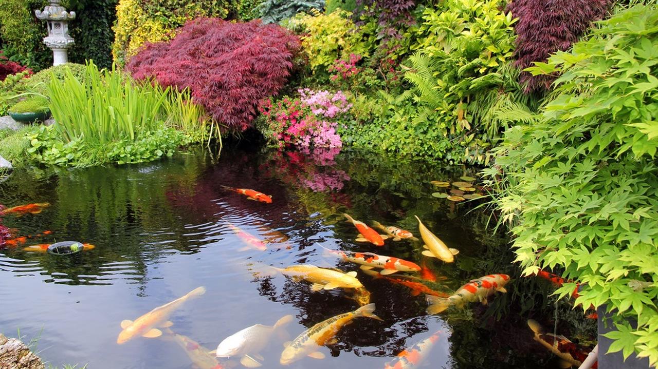 Ryby pływające w oczku wodnym w ogrodzie