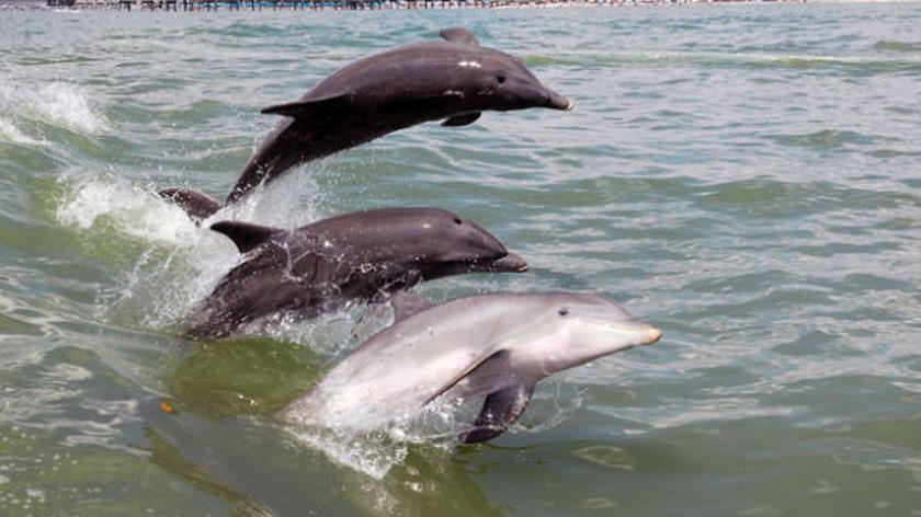 Delfiny