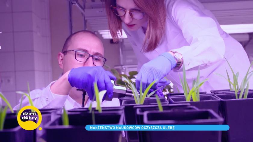 Naukowcy oczyszczają glebę