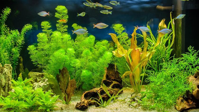 Rośliny akwariowe