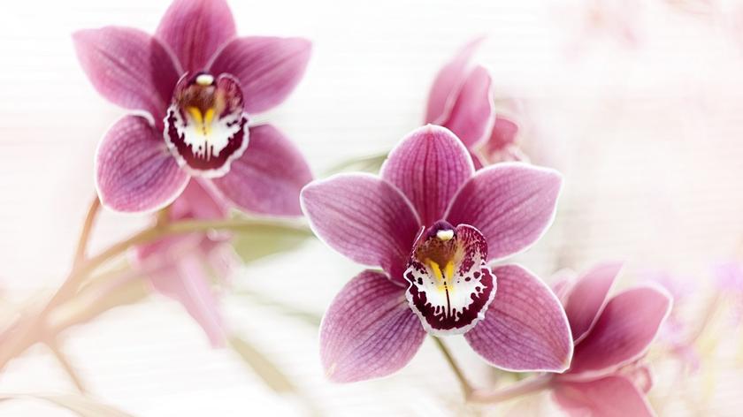 cymbidium