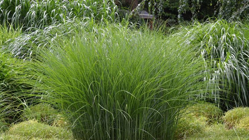 Miskant gracillimus, trawa