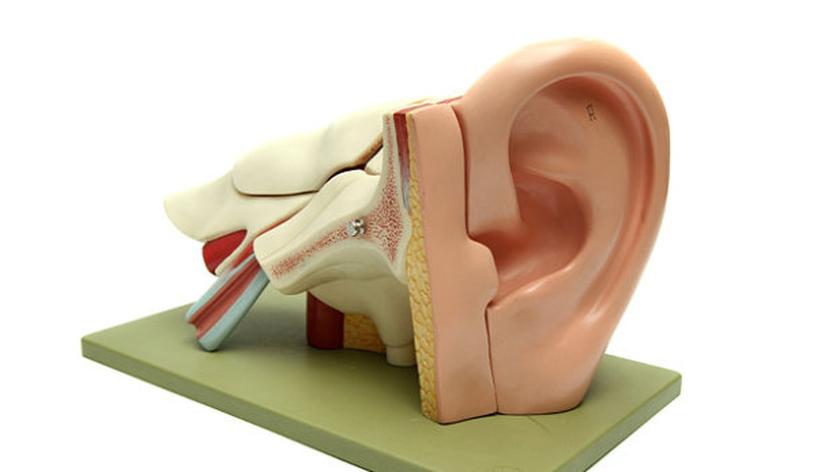 ucho słuch