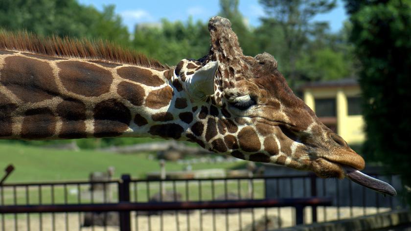 Żyrafa z ZOO we Wrocławiu