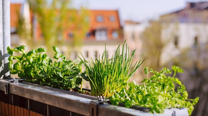 Zioła na balkonie 
