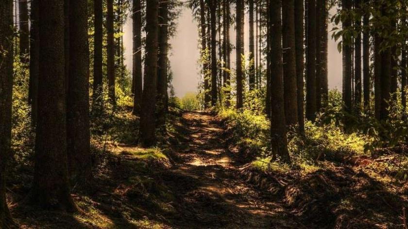 para zgubiła się w lesie, las