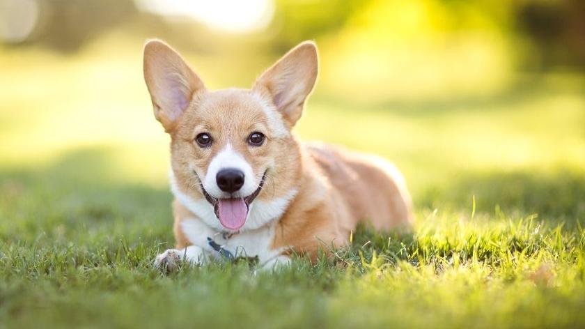 corgi, pies