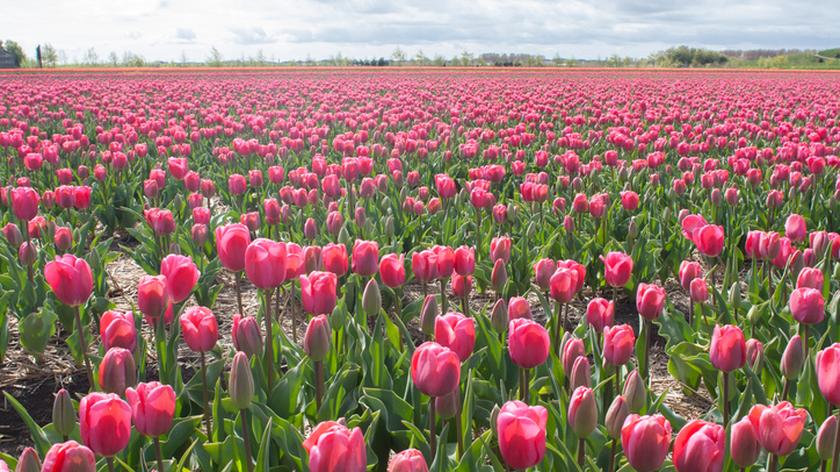 Pola różowych tulipanów