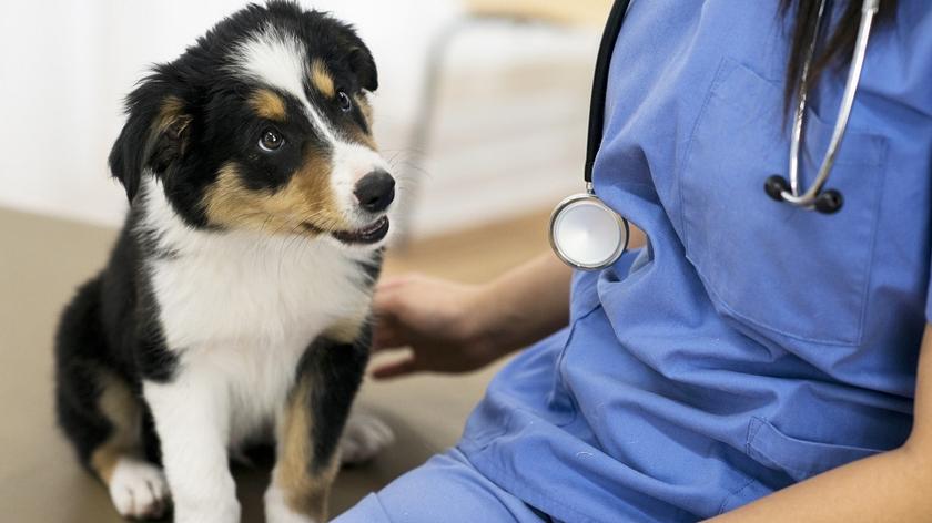 Pies u weterynarza
