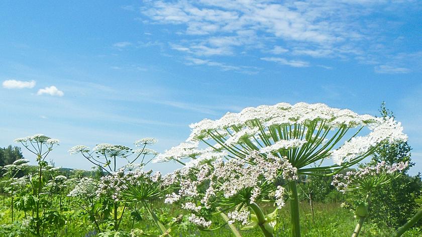 Barszcz Sosnowskiego rosnący dziko na łące. Trująca roślina. 