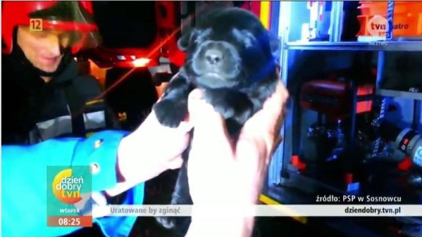 Uratowany szczeniak