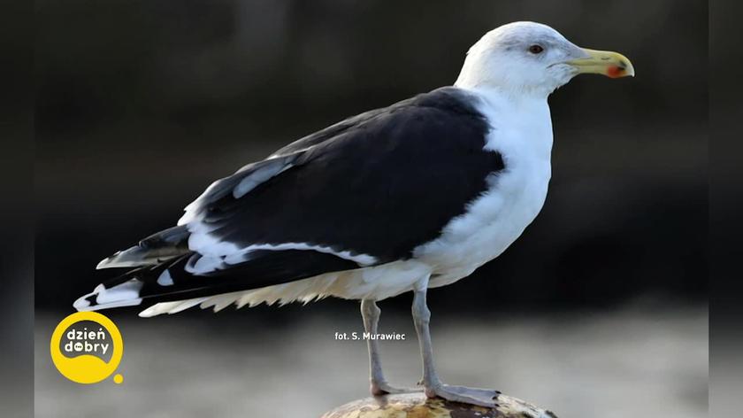 terapeutyczna moc ptaków