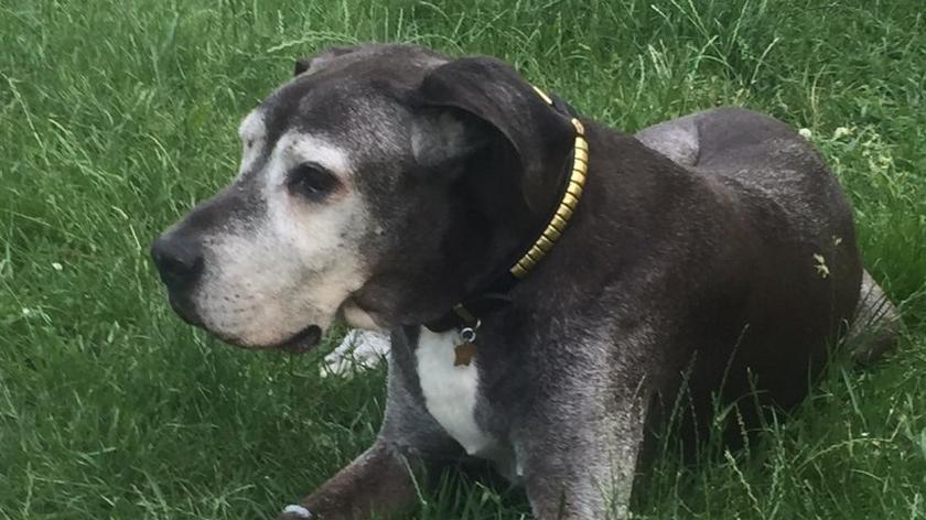 Dog Lit