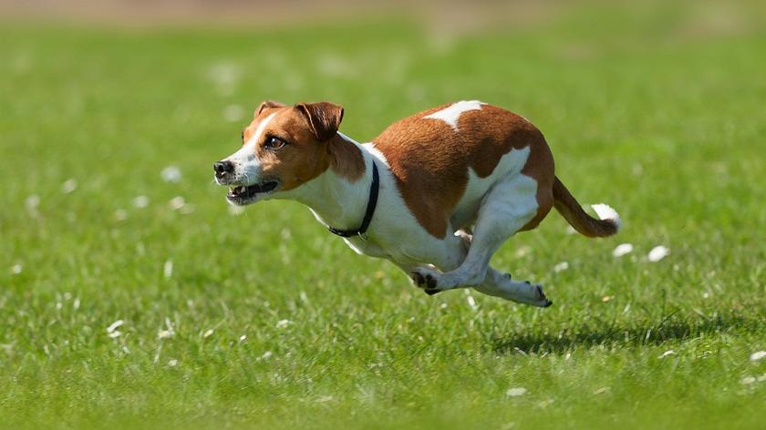 Pies, terrier