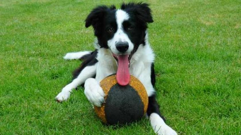 Border collie