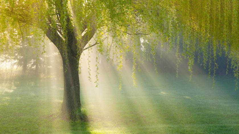 Wierzba w promieniach słońca