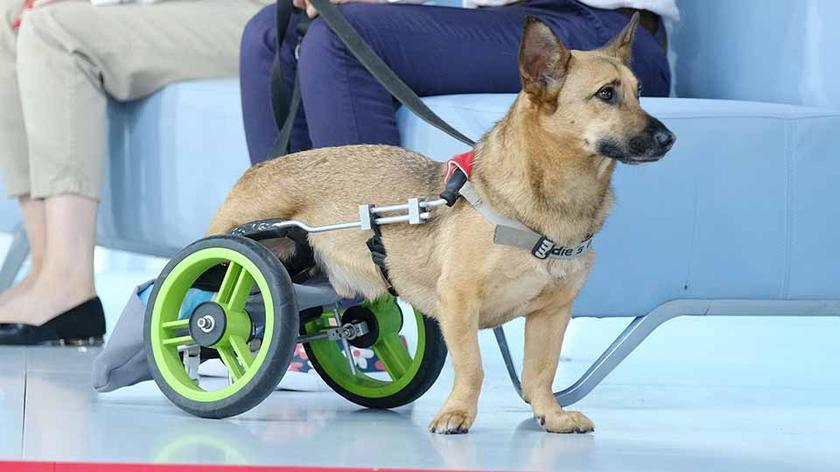 Niepełnosprawny pies Sparki