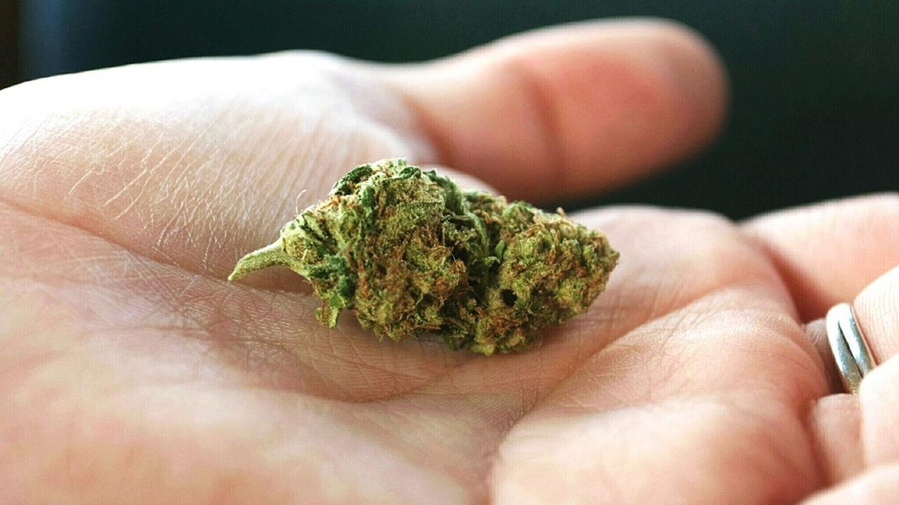 Marihuana na dłoni