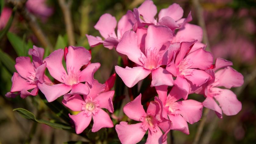 Różowy oleander 