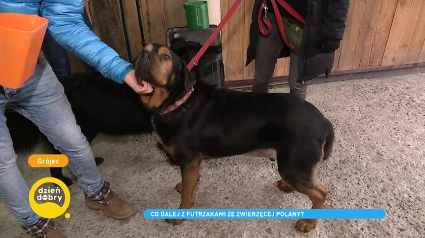 Fundacja Zwierzęca Polana