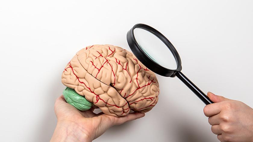 Mózg pod lupą