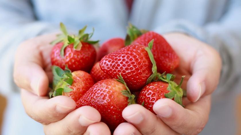 Truskawki w dłoniach kobiety