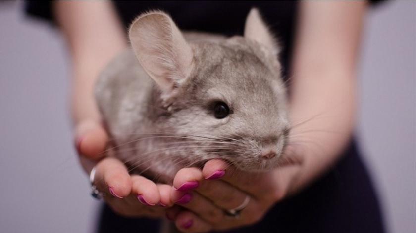 Szara szynszyla trzymana na rękach przez kobietę