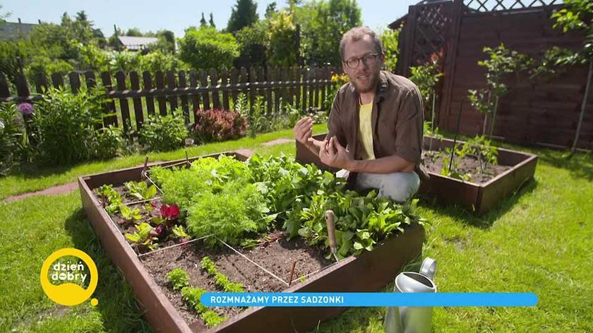 Łukasz Skop rozmnaża rośliny przez sadzonki