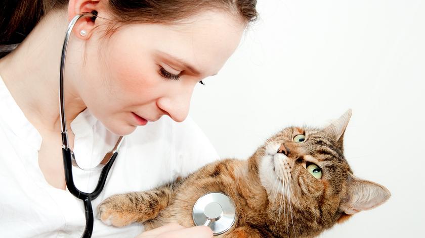 Kot u weterynarza
