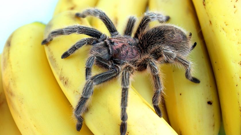 jadowity pająk na kiści bananów