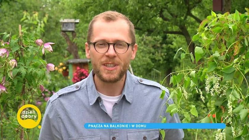 pnącza na balkonie