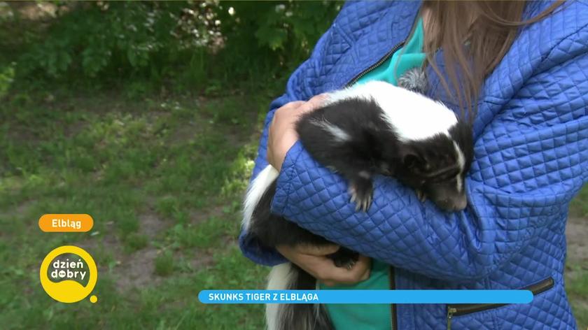 Skunks Tiger