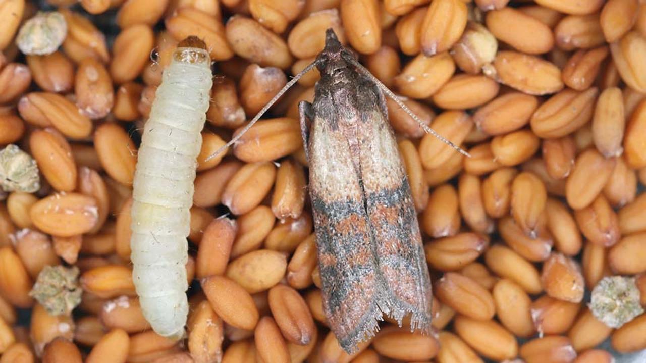 Mól spożywczy i larwa mola spożywczego w ziarnach.
