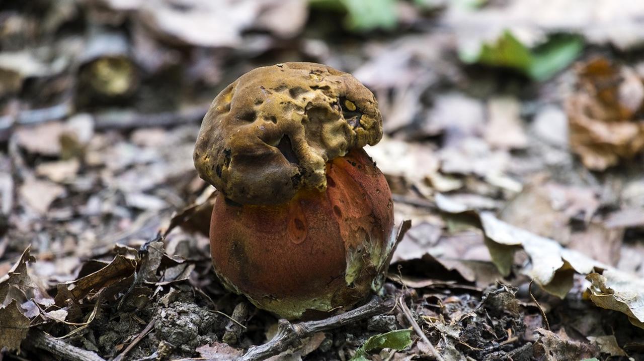 Trujący grzyb rosnący w lesie - borowik szatański.