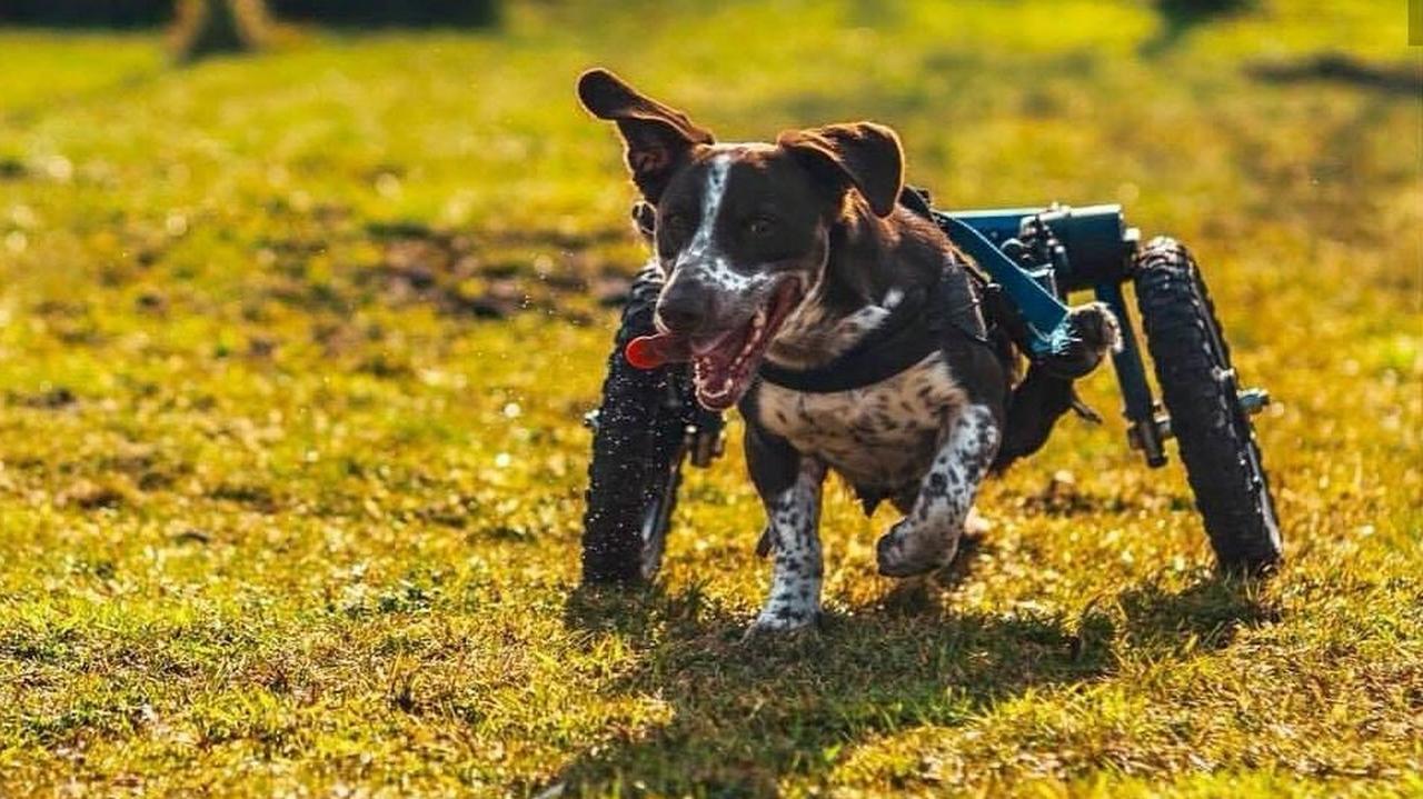 Wyrok Więzienia Za Skatowanie Psa Fijo - Dzień Dobry TVN