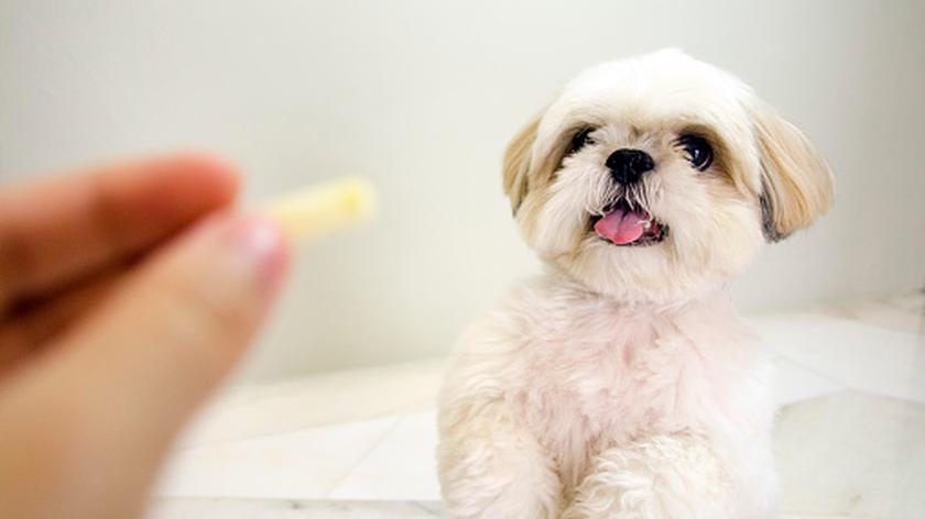Shih Tzu czekający na smakołyk