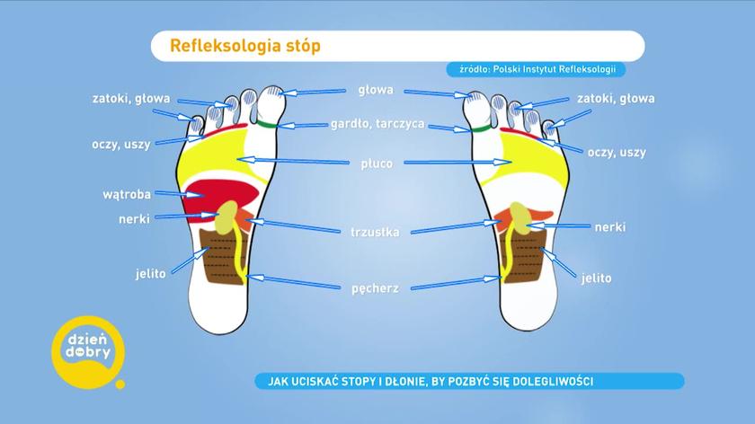 Mapa stóp w refleksologii