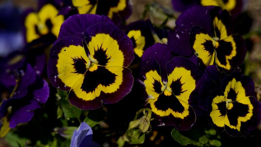 Fiołek trójbarwny - zbliżenie na kwiat.