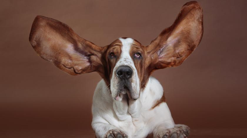 Basset z rozwianymi uszami 