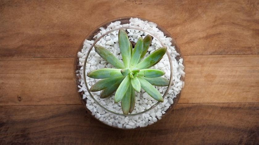 Sukulent w szkle