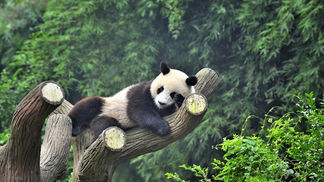 Panda leżąca na drzewie