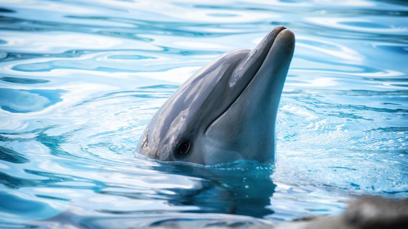 Delfin w wodzie