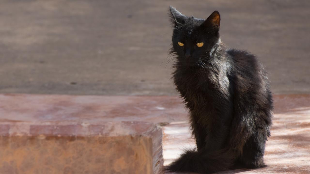 Czarny kot w słońcu