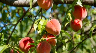 Brzoskwinia – piękne drzewo ze smacznymi owocami. Jakie odmiany można uprawiać w Polsce?